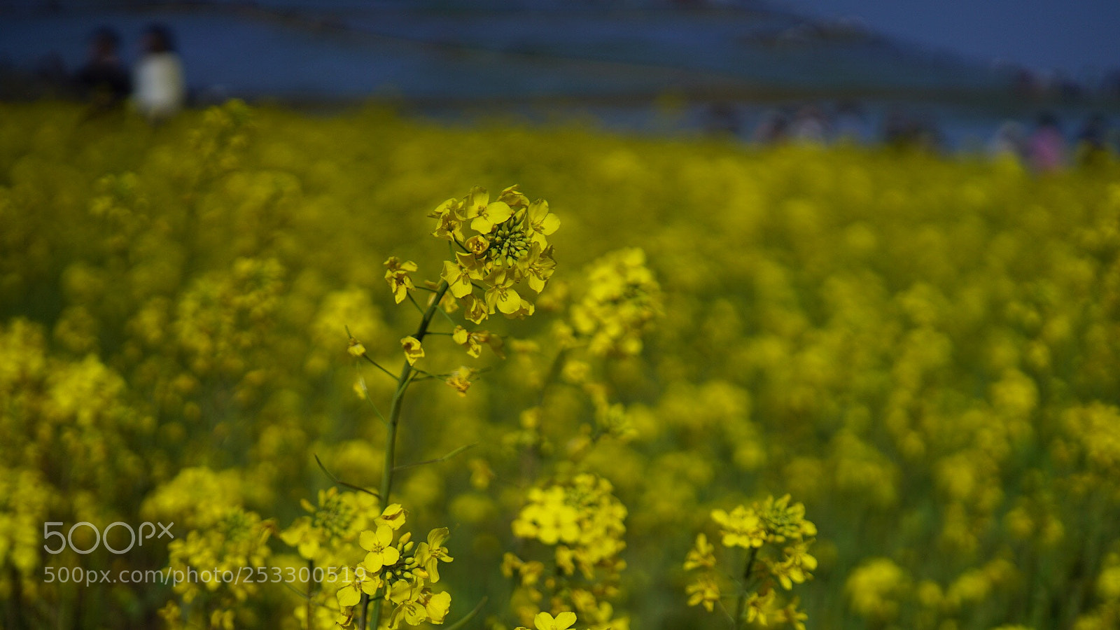 Sony a7S sample photo. Untitled photography