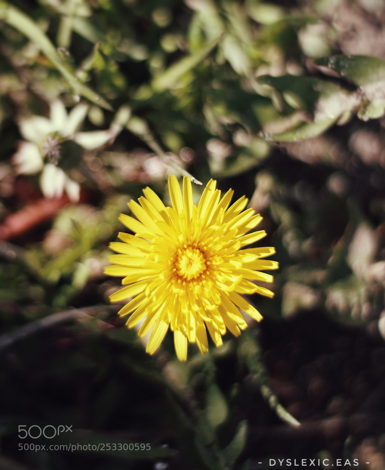 Canon EOS 1300D (EOS Rebel T6 / EOS Kiss X80) sample photo. Symptoms of spring photography