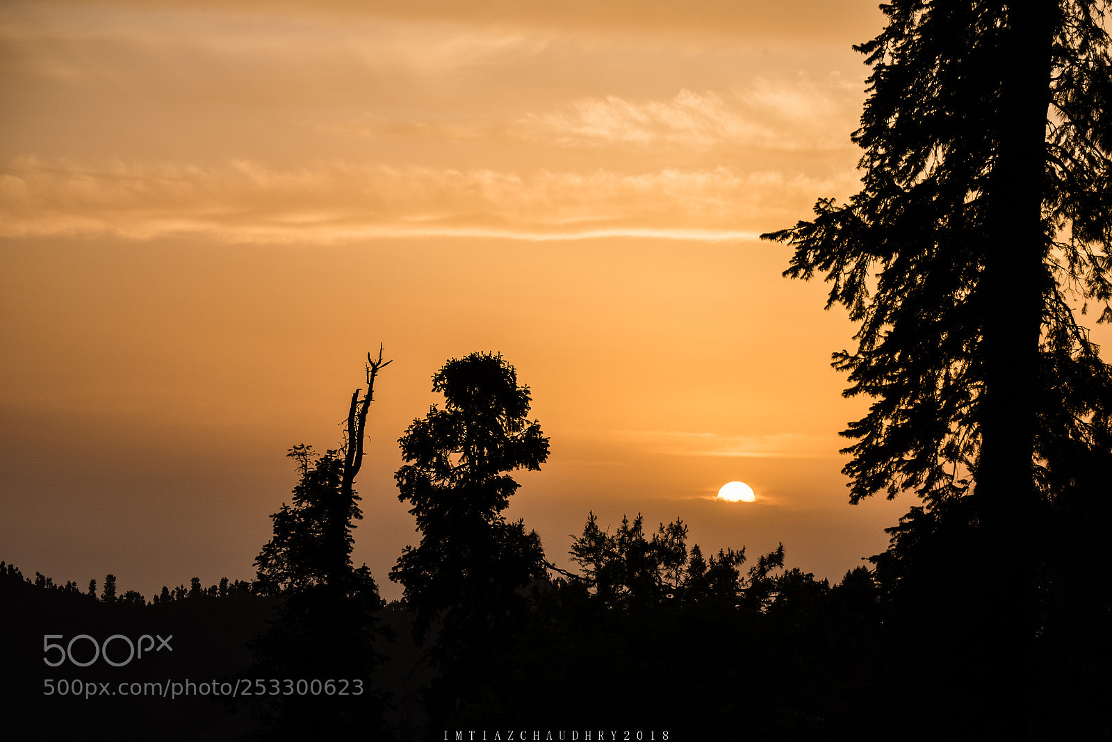 Nikon D750 sample photo. Sunset by the tree photography