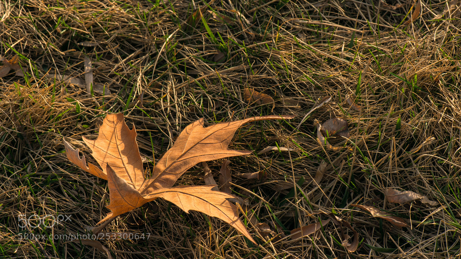 Nikon D800E sample photo. Leaf photography