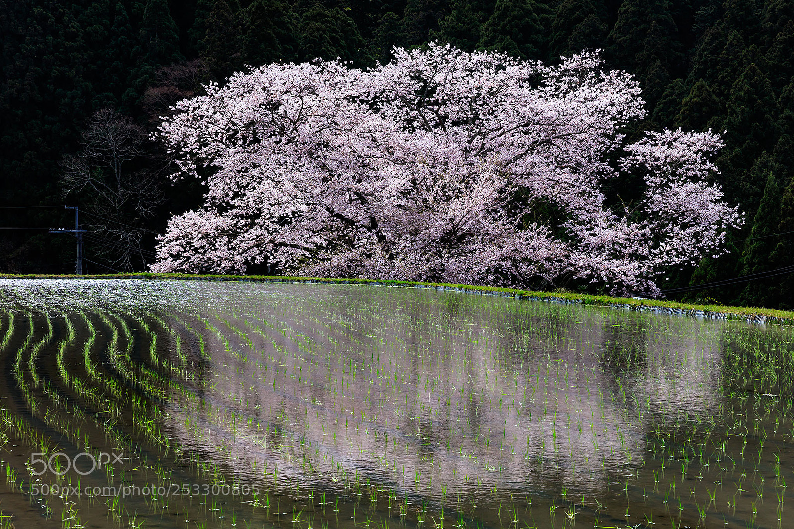 Canon EOS 5DS R sample photo. A cherry-blossom tree photography