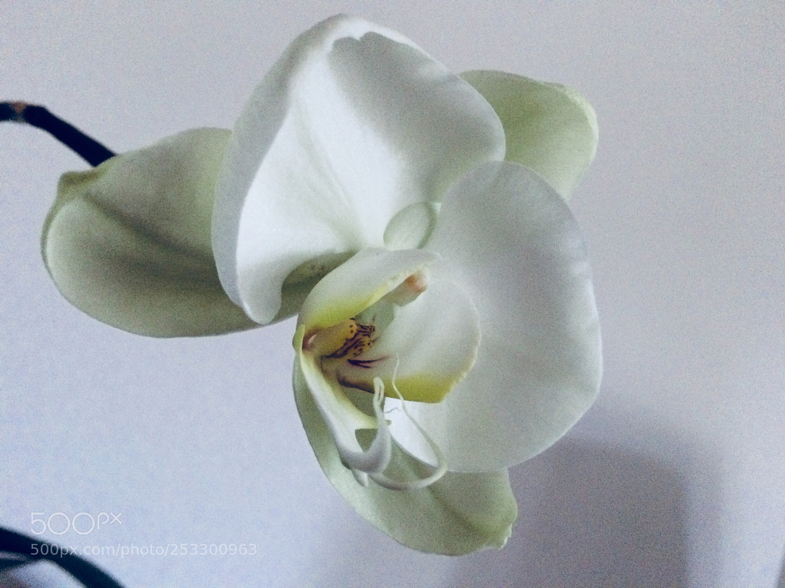 Apple iPhone 5s sample photo. Angels delight photography