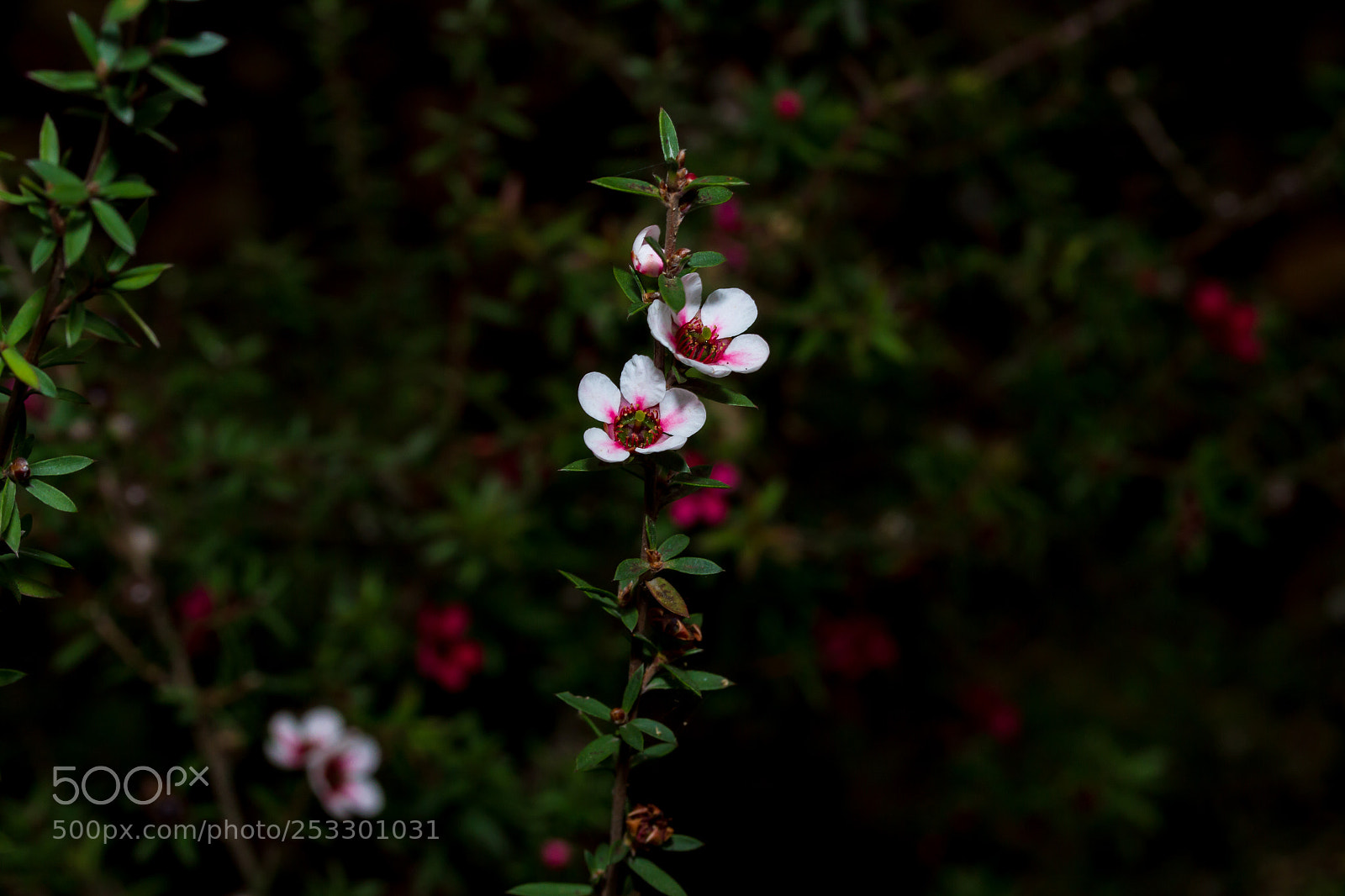 Canon EOS 7D sample photo. A natural couple. photography