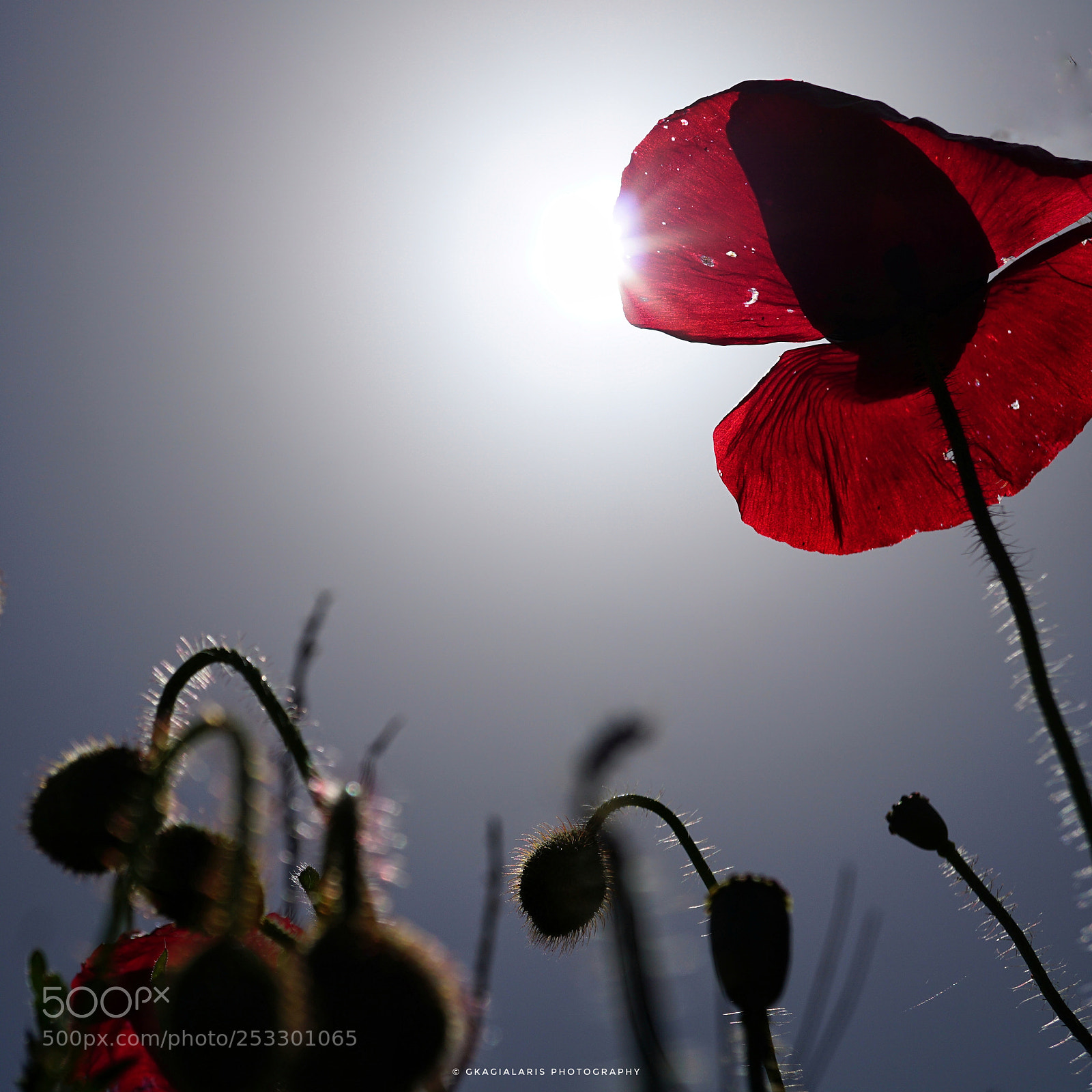 Sony a6000 sample photo. Poppies..... photography