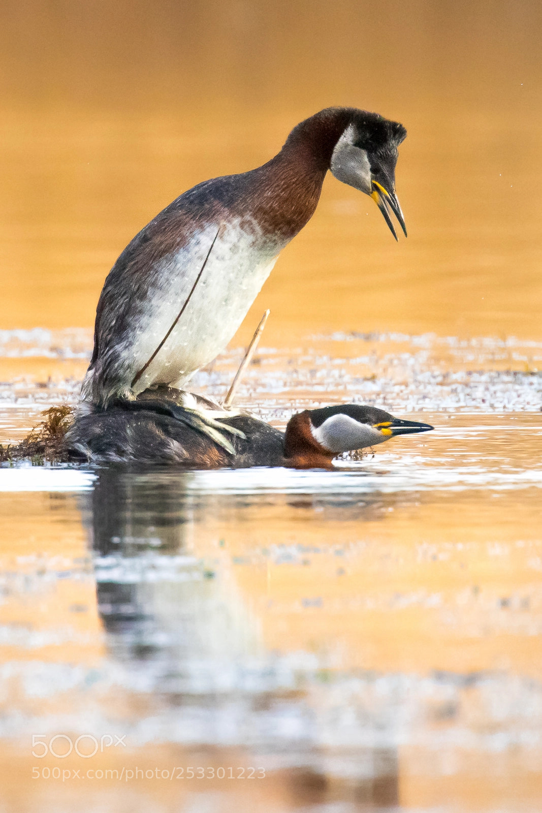 Canon EOS 7D Mark II sample photo. Red-necked grebes during the photography