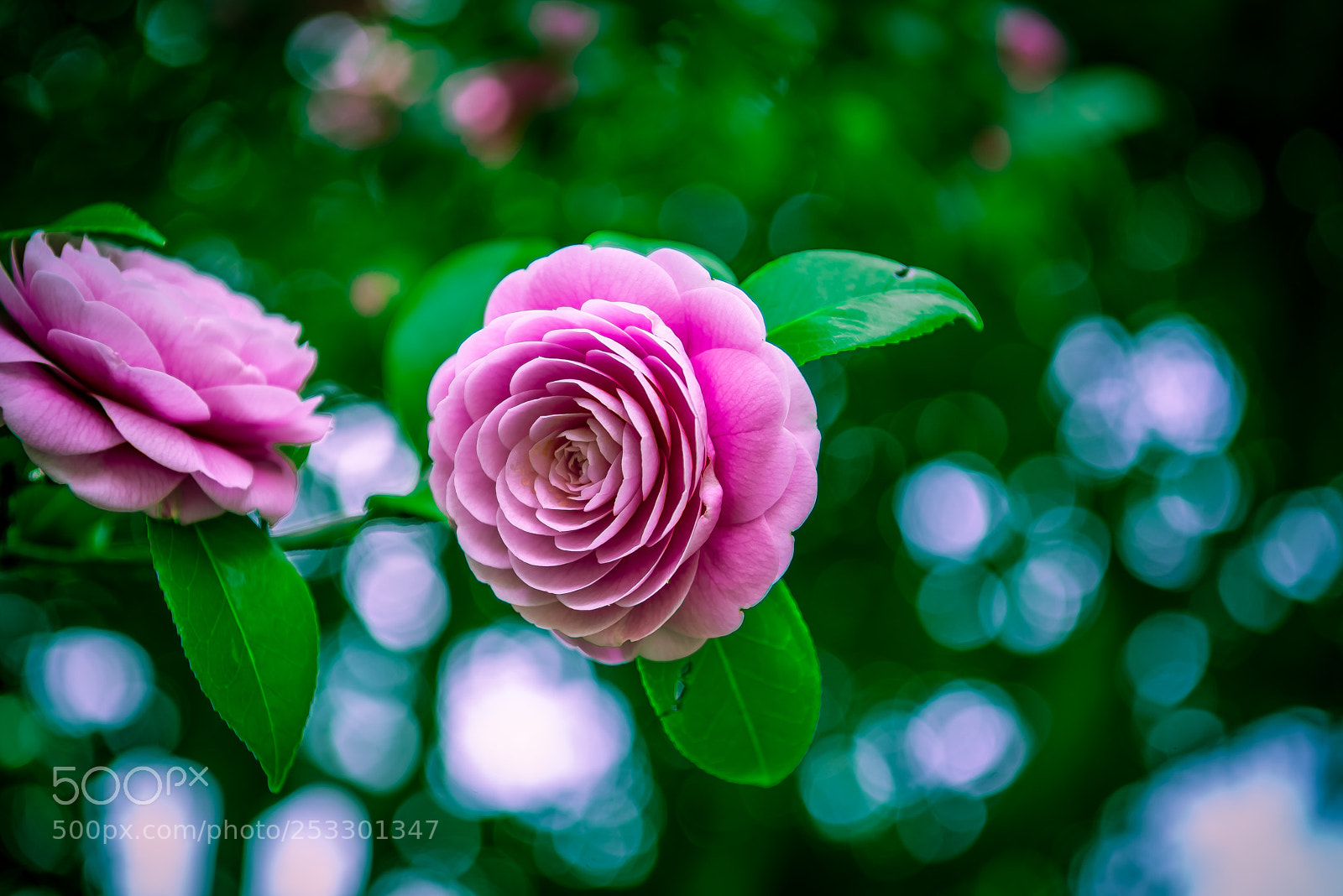 Nikon D800E sample photo. Camellia flower photography