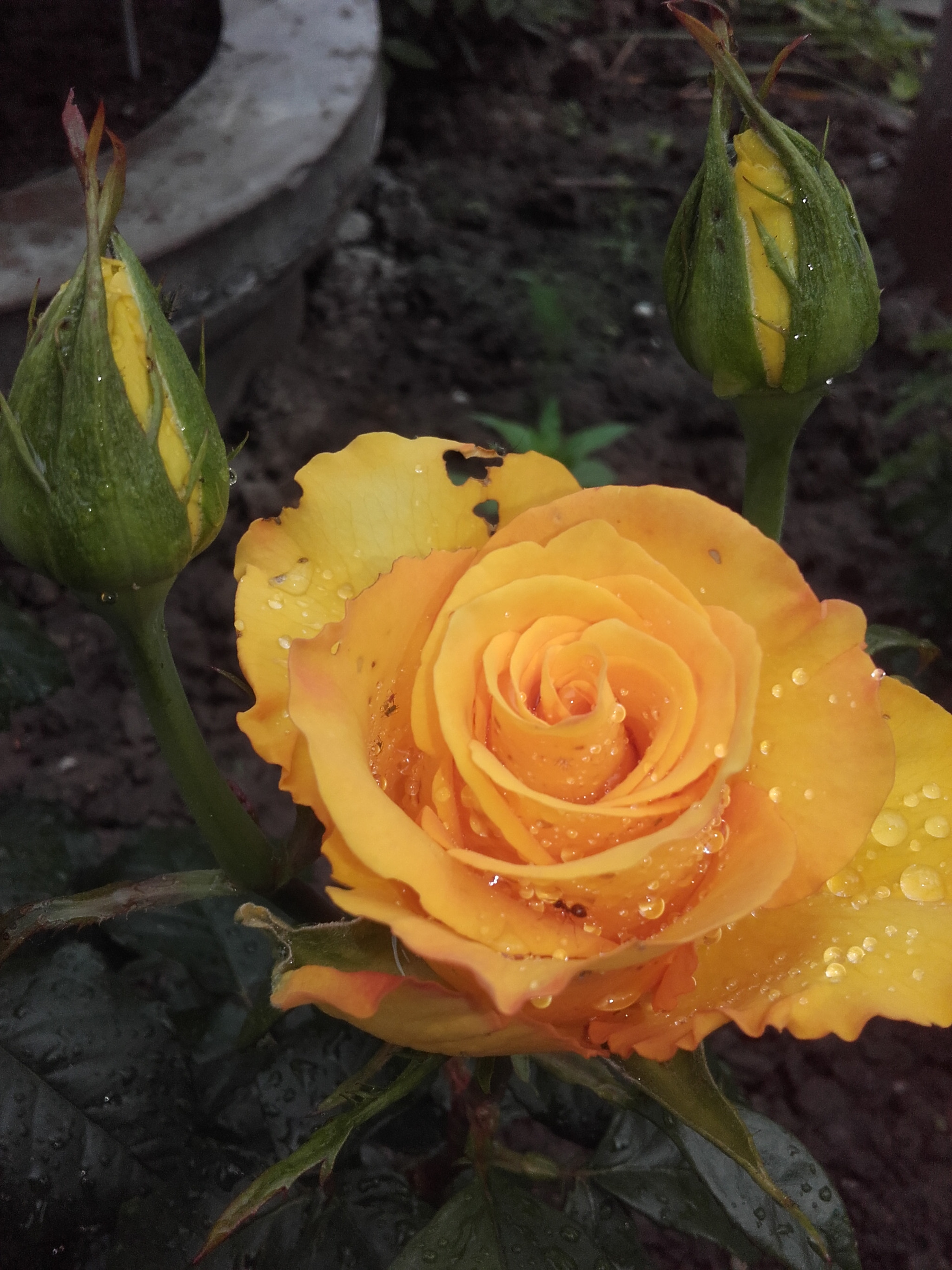 Samsung Galaxy Core Prime sample photo