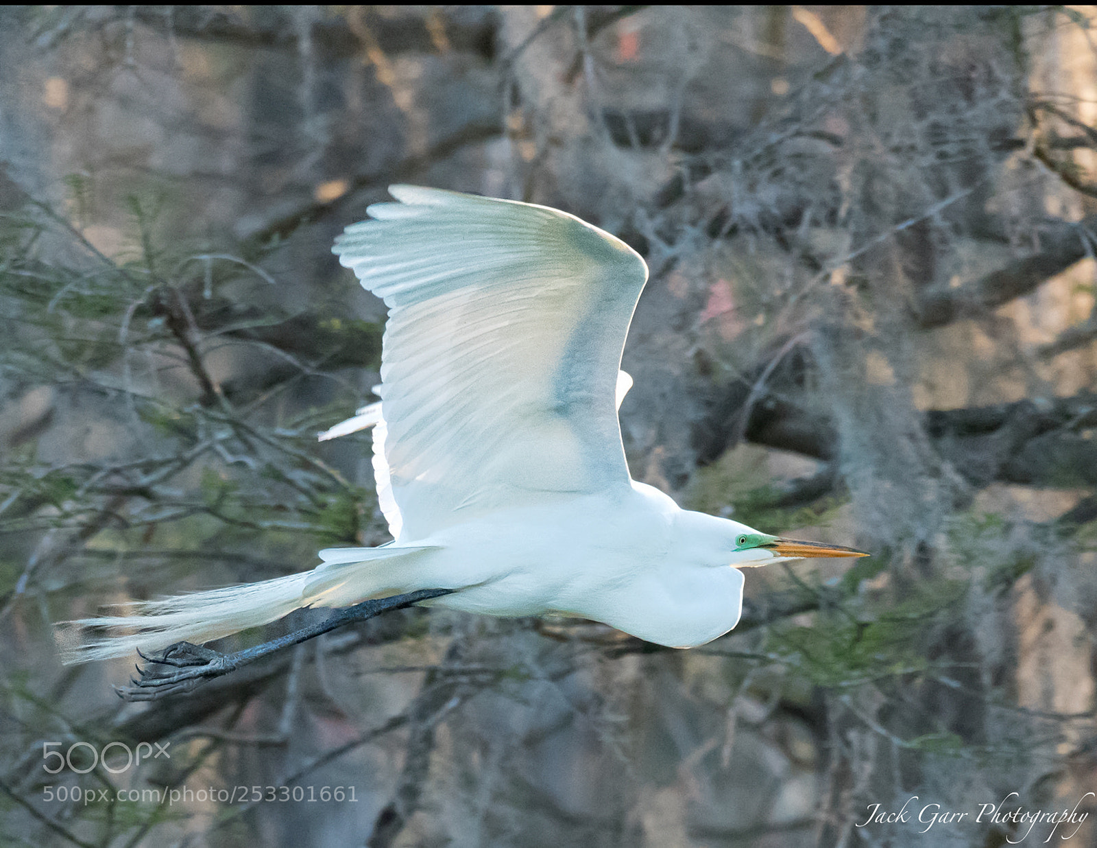 Canon EOS-1D X Mark II sample photo. Great white egret in photography