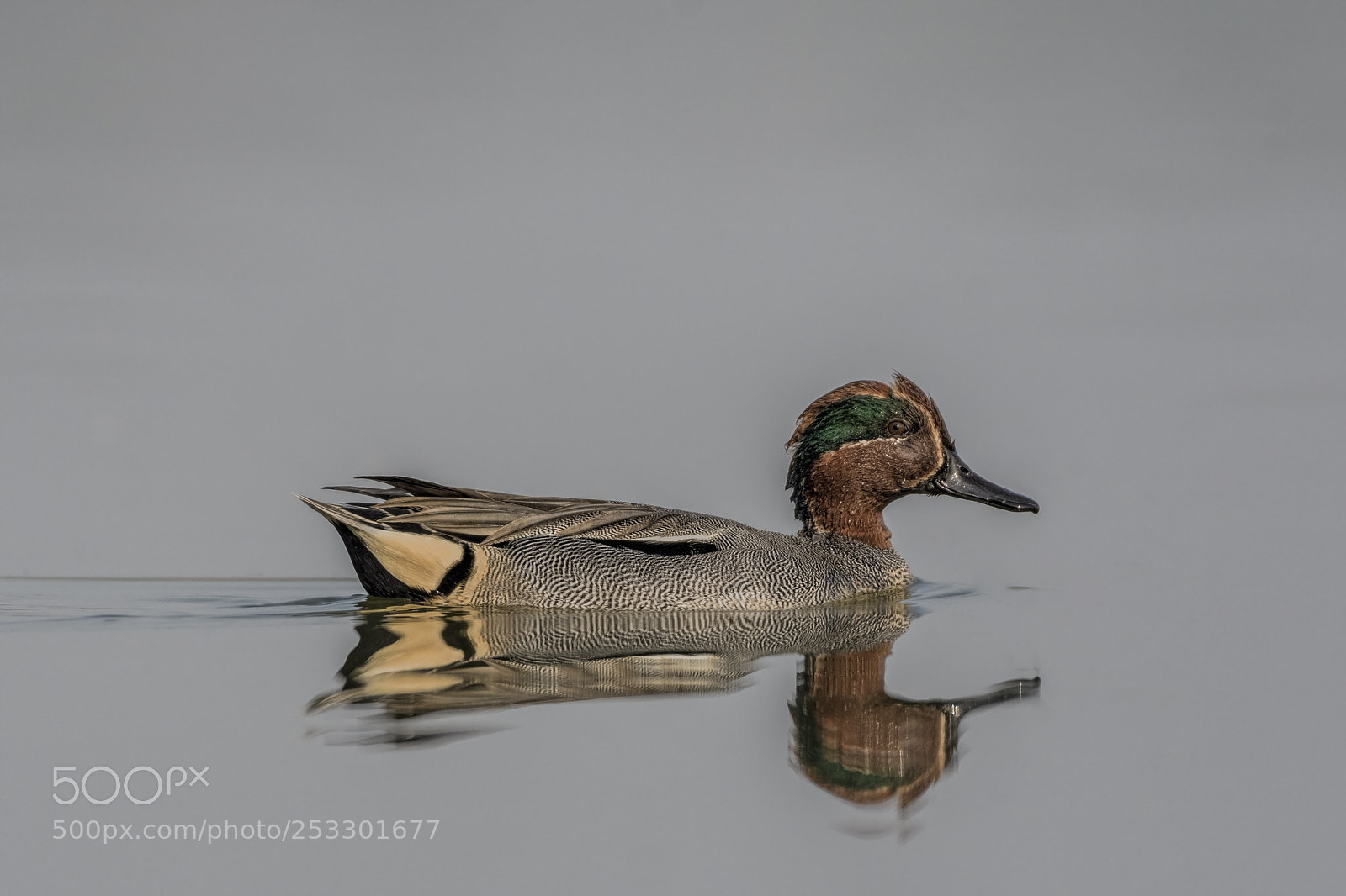 Nikon D7200 sample photo. Common teal male or photography