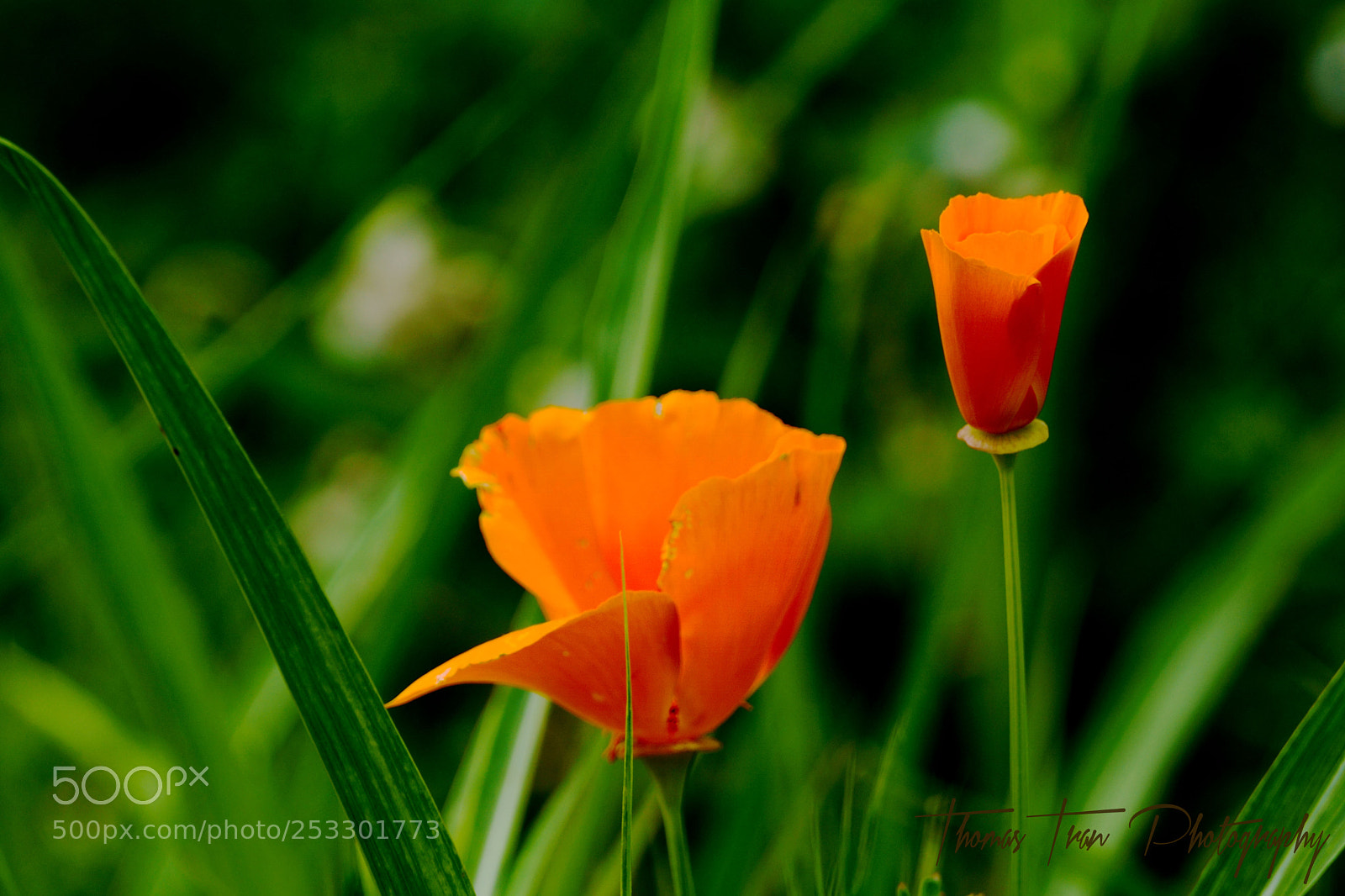 Sony a6000 sample photo. California poppy photography