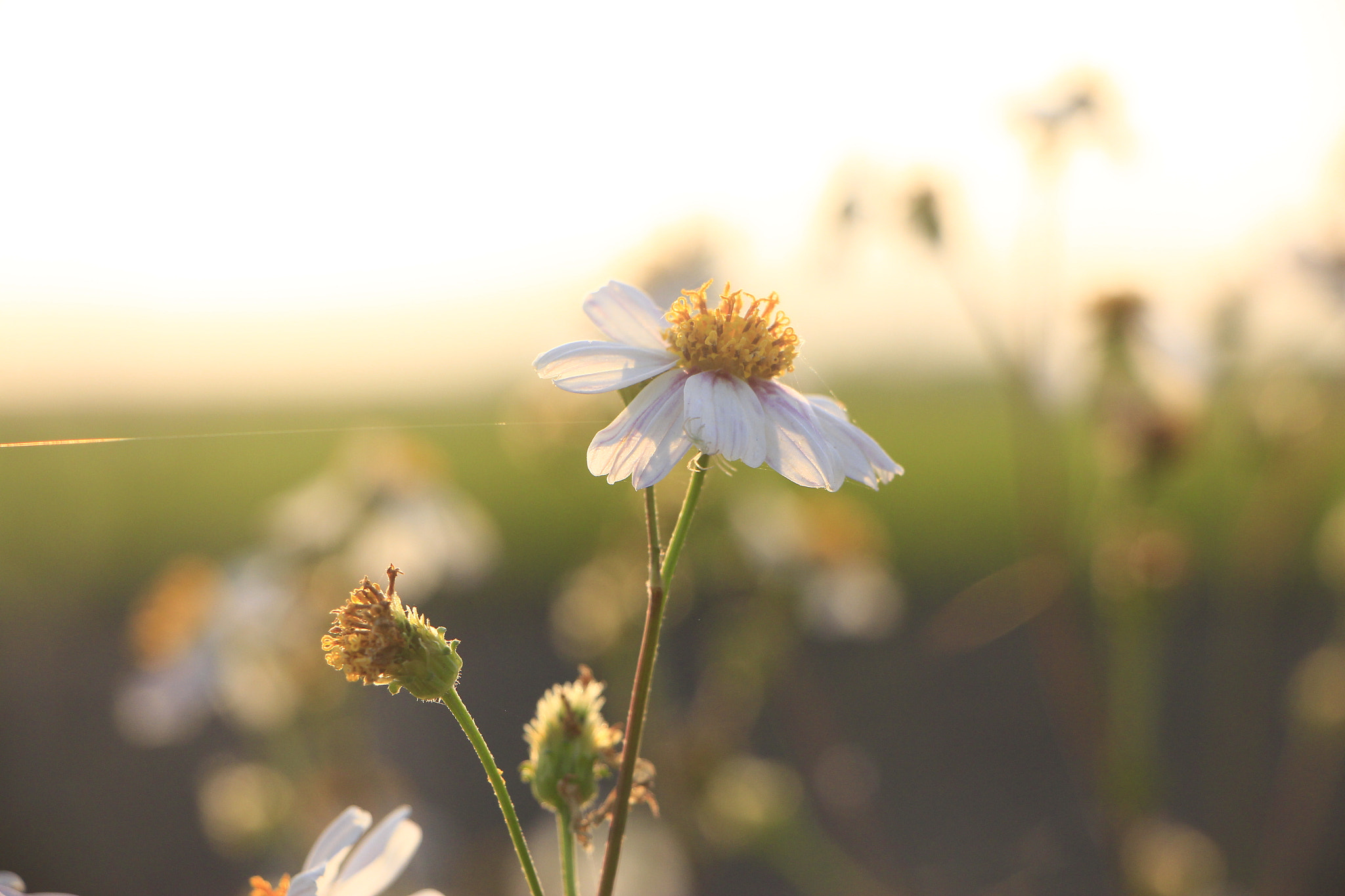 Canon EOS 650D (EOS Rebel T4i / EOS Kiss X6i) sample photo. Flower photography