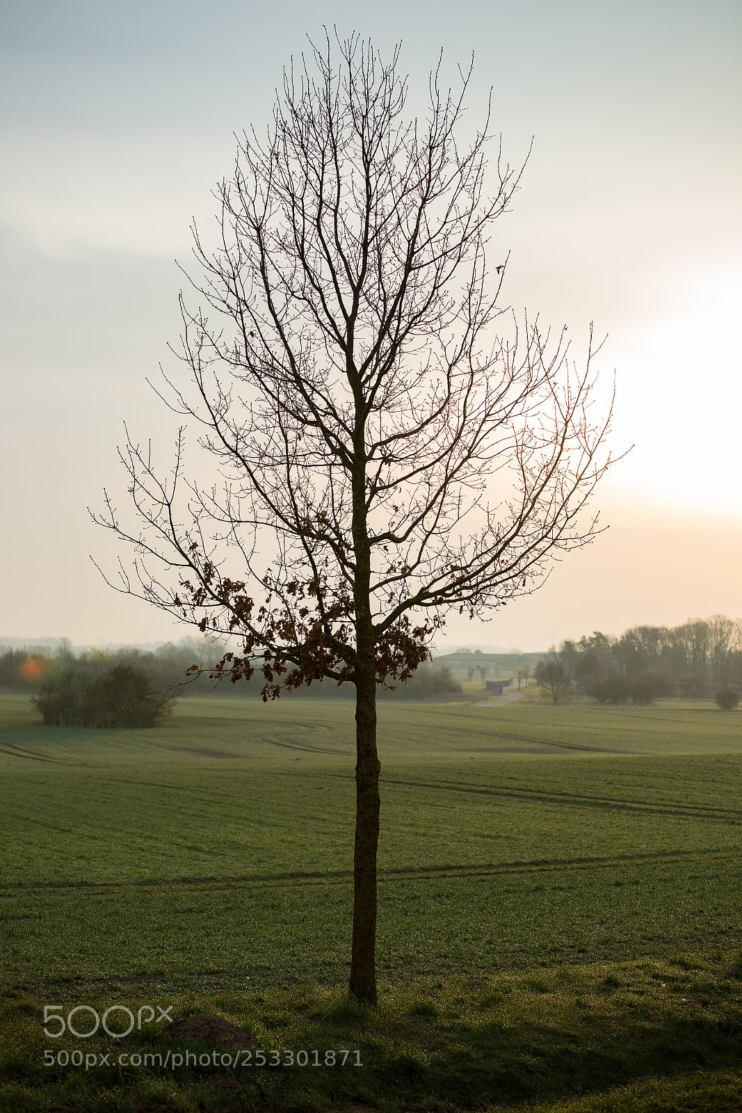 Sony SLT-A99V sample photo. Little tree in morning photography
