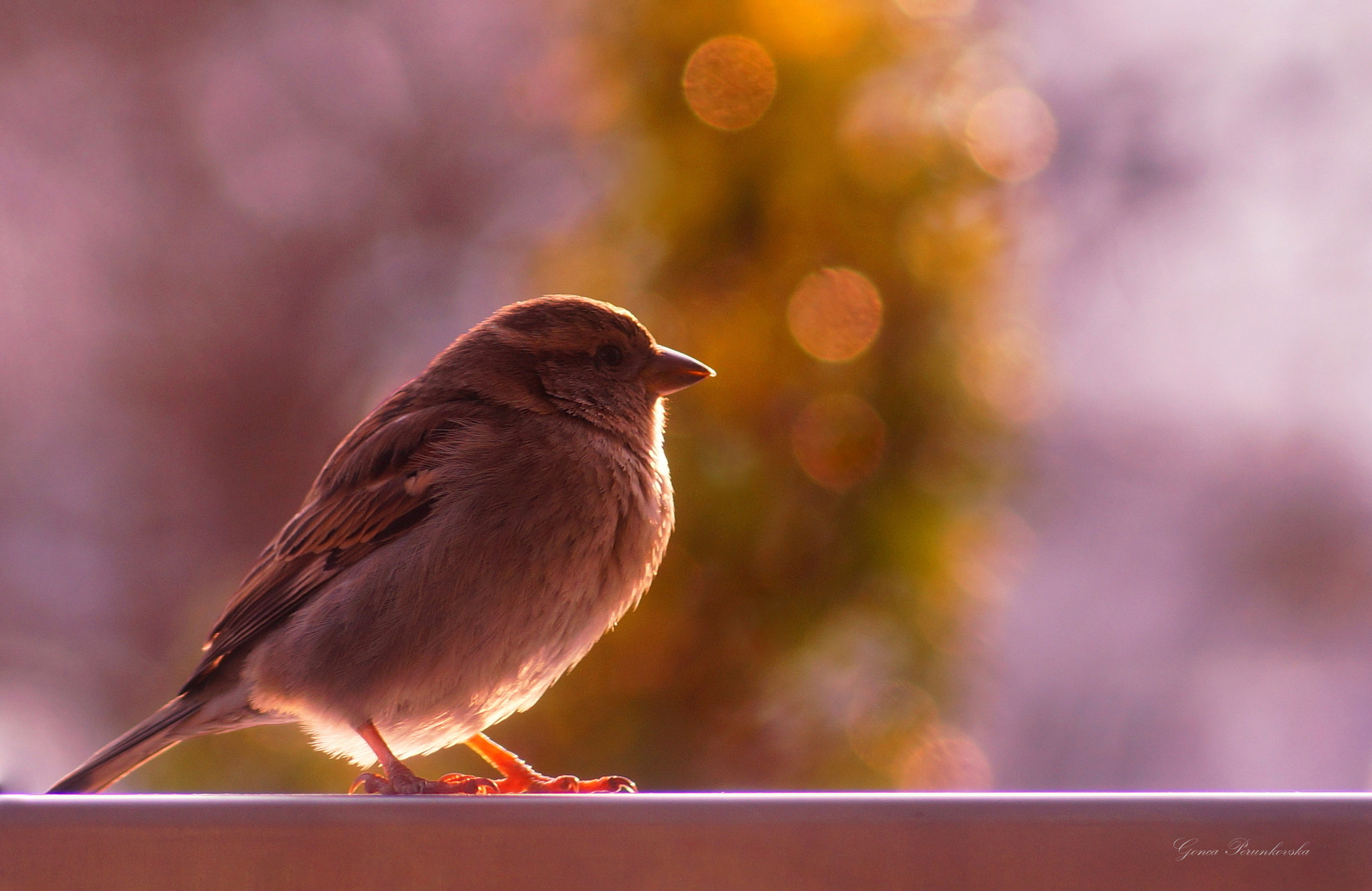 Sony DT 55-200mm F4-5.6 SAM sample photo. Waiting for springtime photography