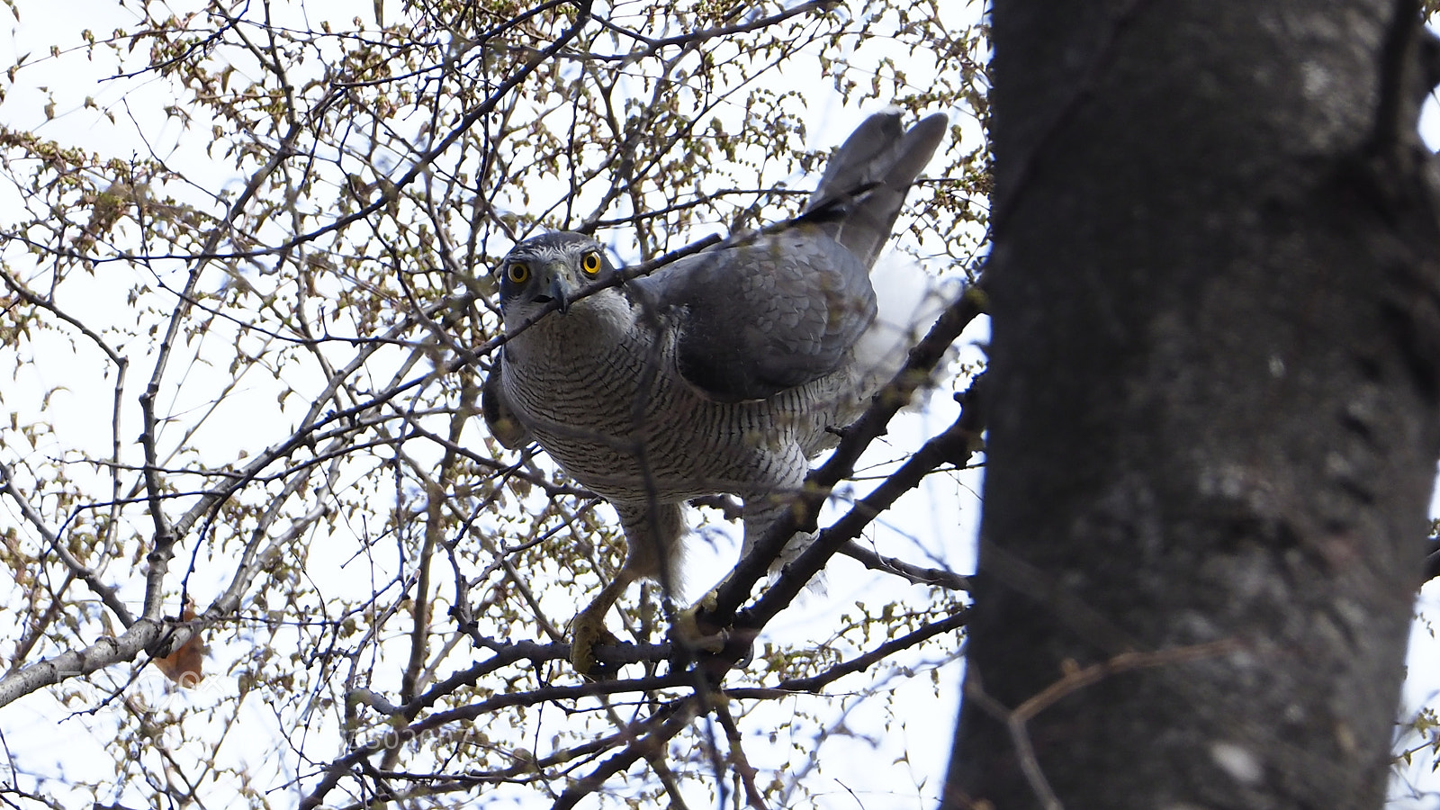 Olympus OM-D E-M1 Mark II sample photo. Collect nest materials photography