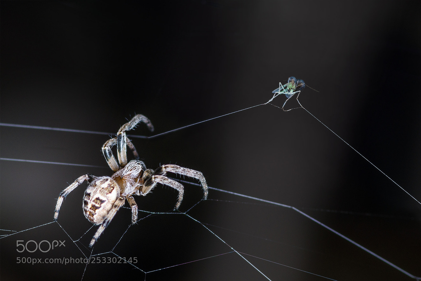 Pentax K-30 sample photo. Spider web and trapped photography