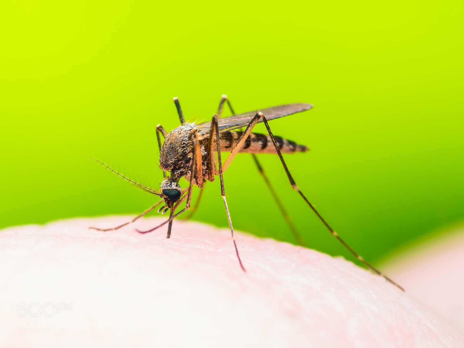 Pentax K-30 sample photo. Yellow fever, malaria or photography