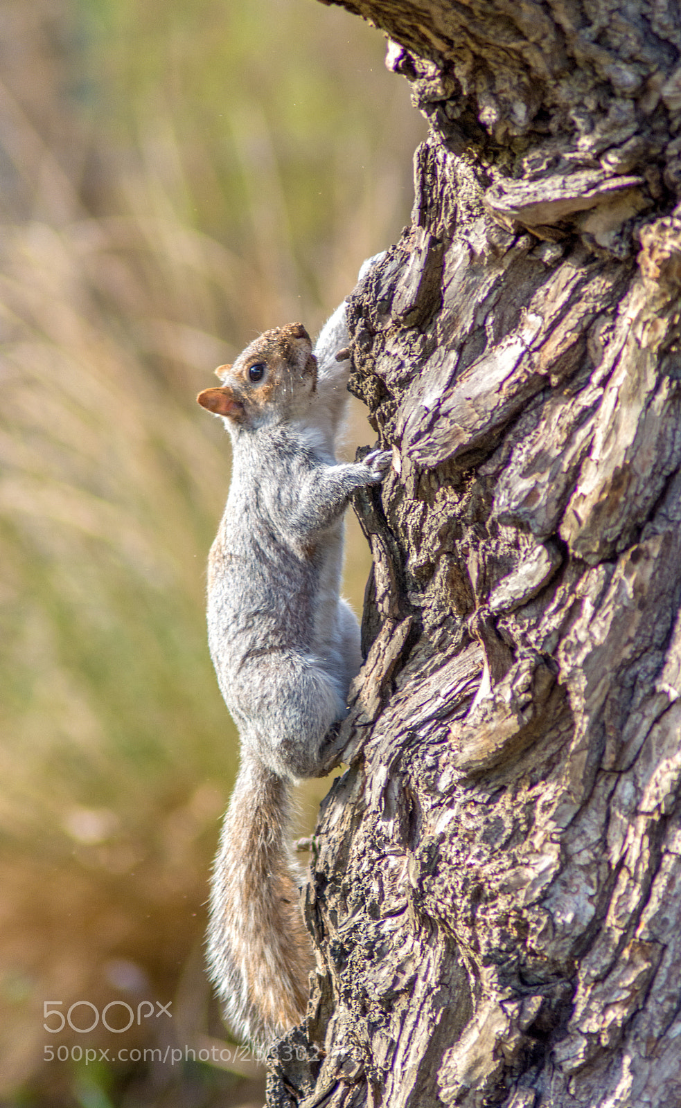 Nikon D5200 sample photo. Squirrel photography