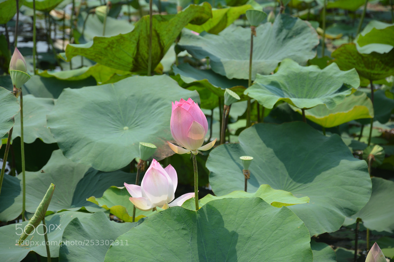 Nikon D5200 sample photo. Dsc photography