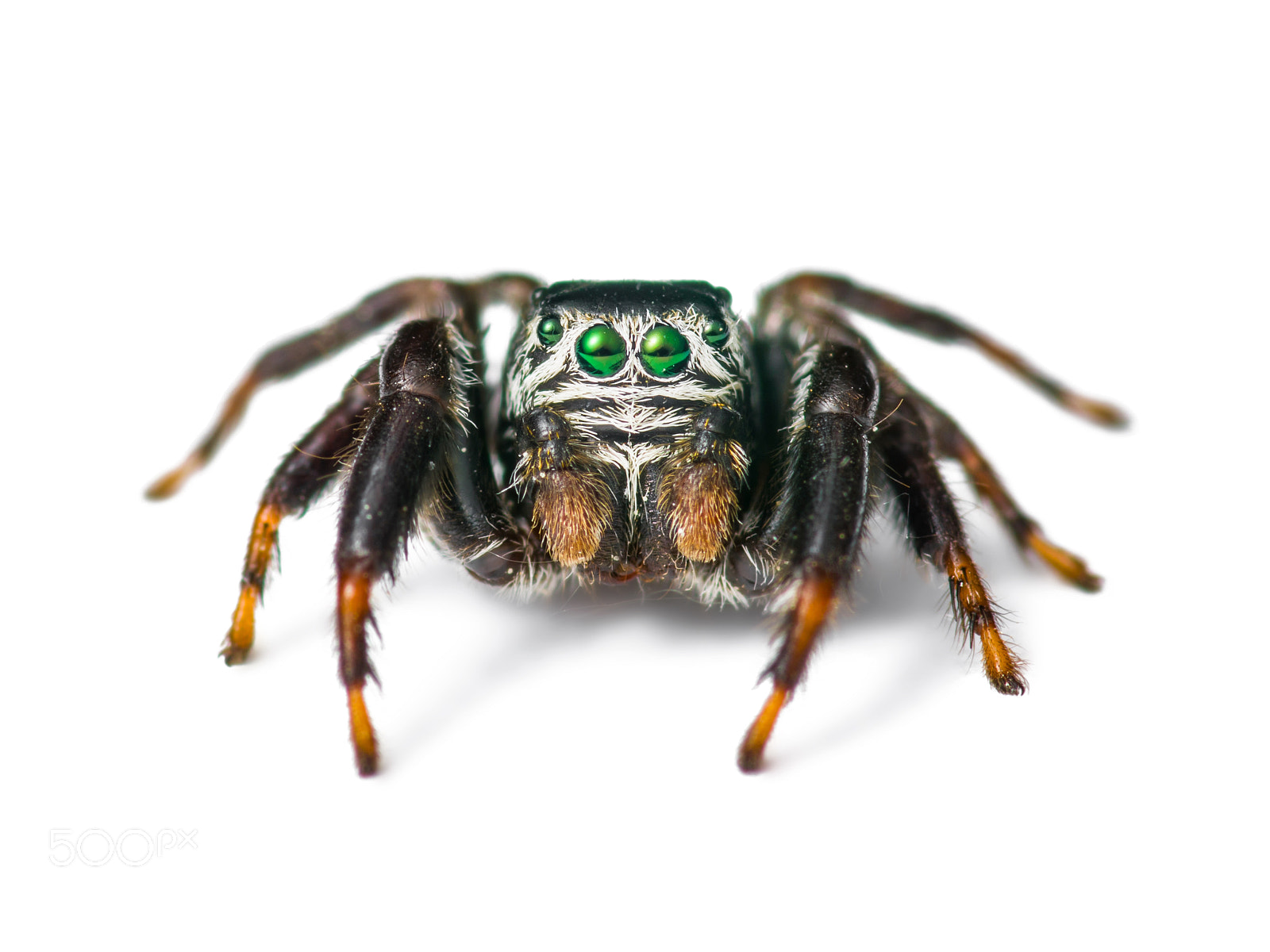 Pentax K-30 sample photo. Jumping spider arachnid insect photography