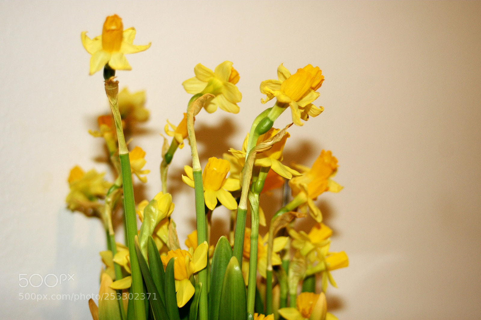 Canon EOS 30D sample photo. Springtime flowers 2 photography