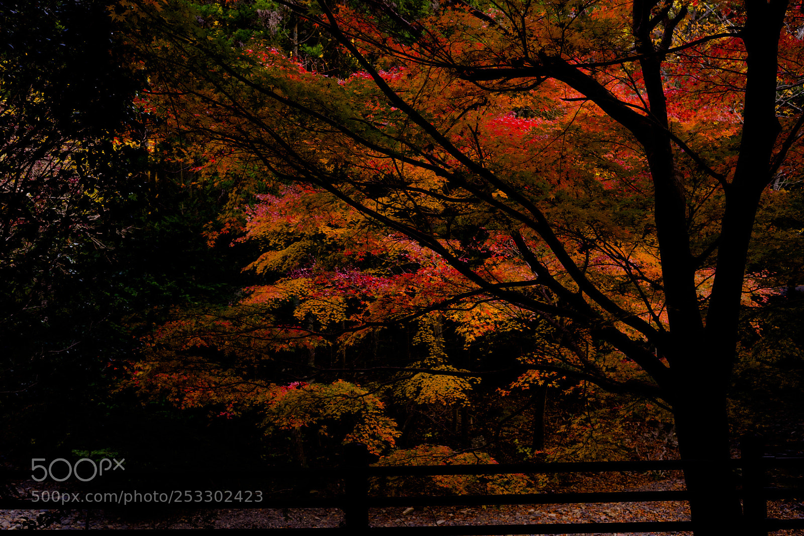 Sony a7 II sample photo. Tsushima photography
