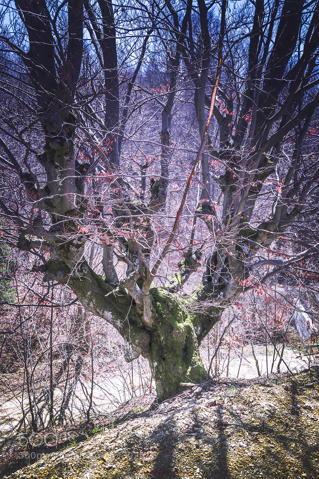 Nikon D3300 sample photo. __________the magical tree 1.0 photography