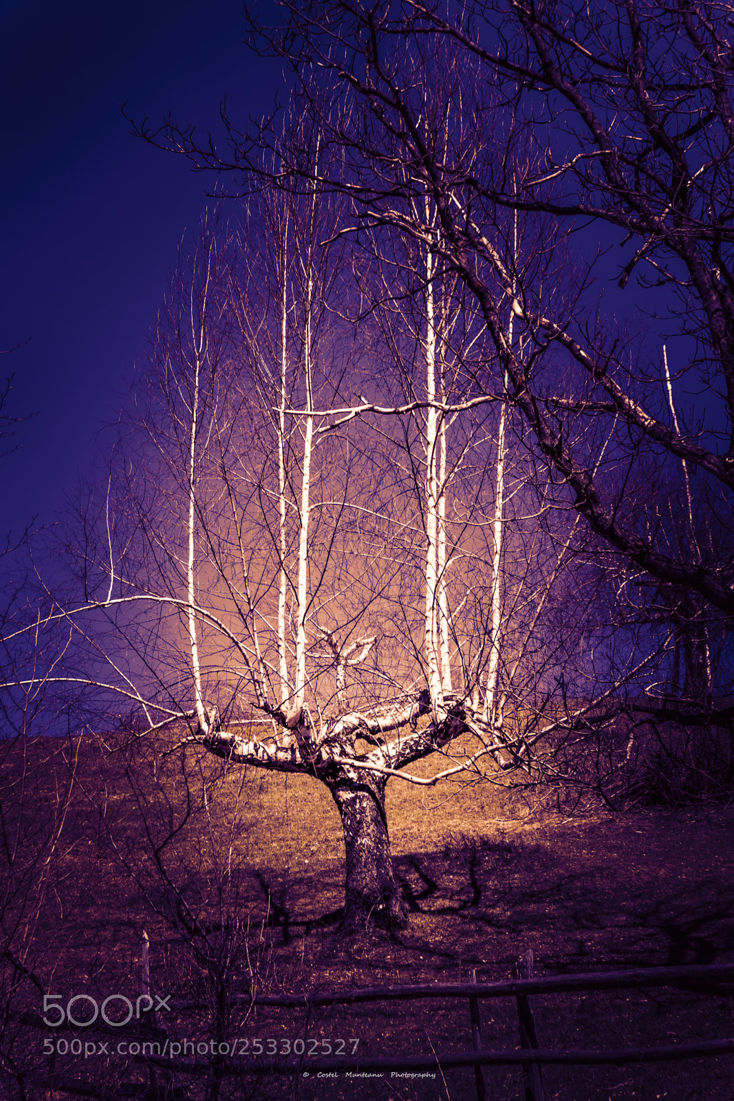 Nikon D3300 sample photo. ___________the magical tree 2.0 photography