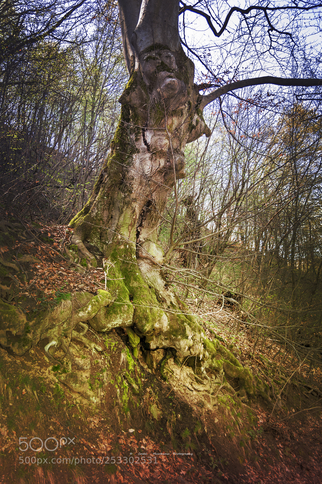 Nikon D3300 sample photo. ____________the magical tree 3.0 photography