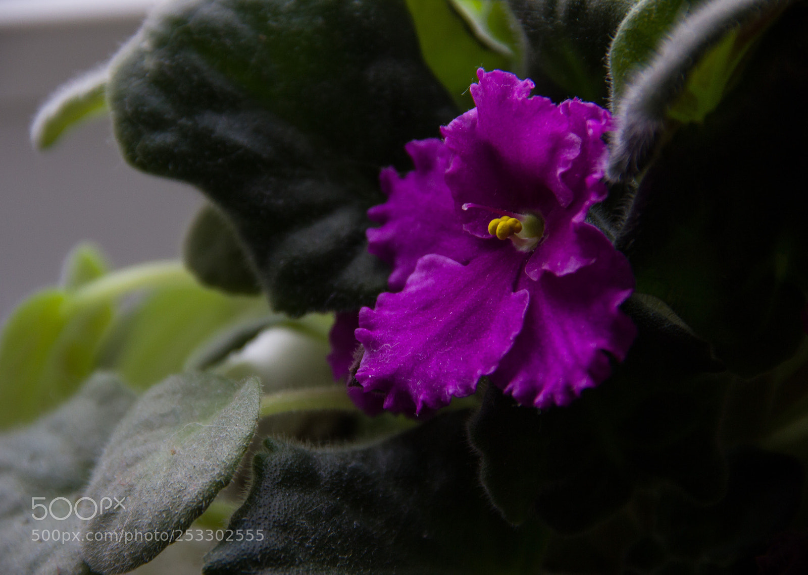 Canon EOS 600D (Rebel EOS T3i / EOS Kiss X5) sample photo. Violet  photography