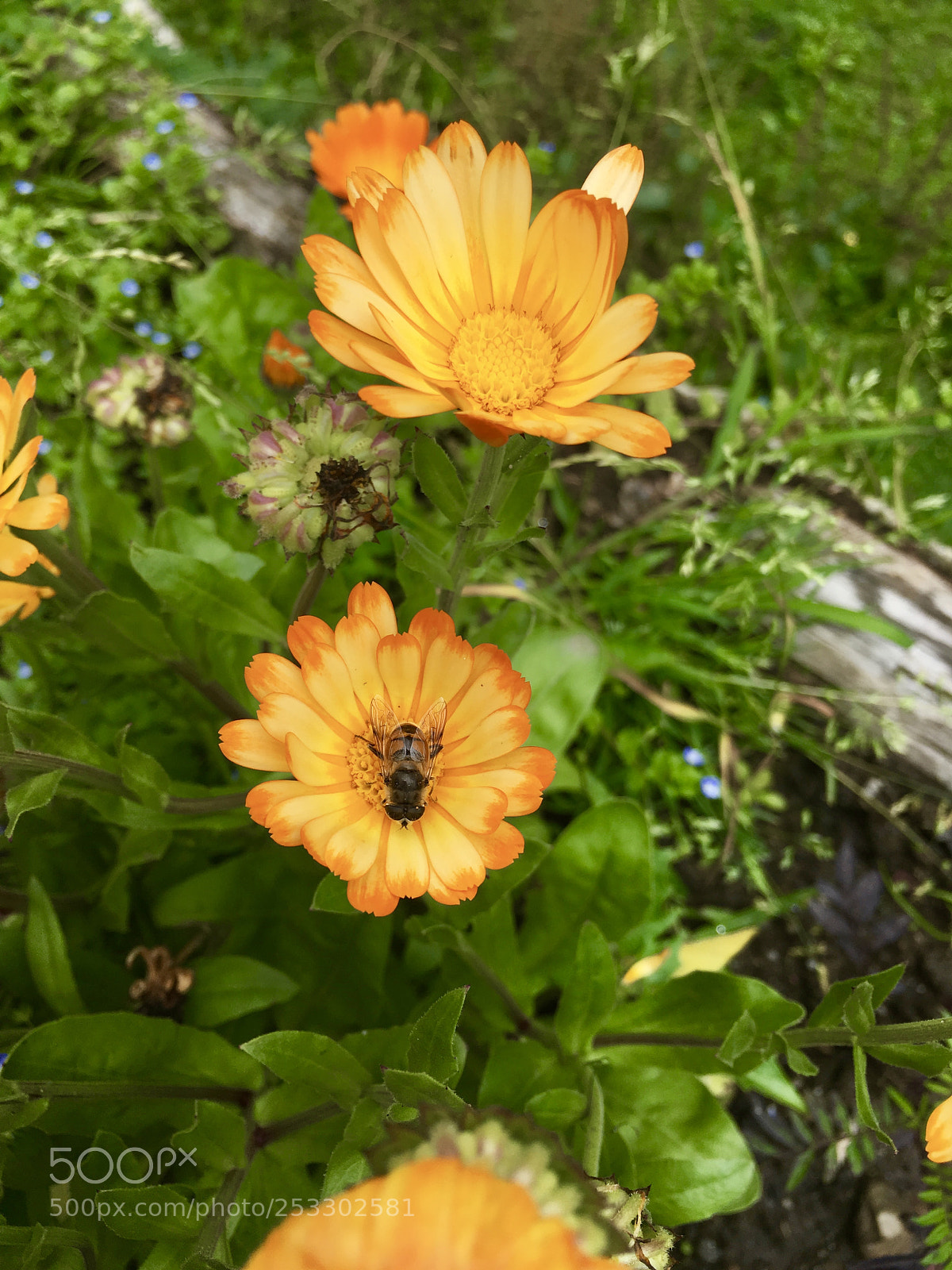 Apple iPhone 6s Plus sample photo. Yellow photography
