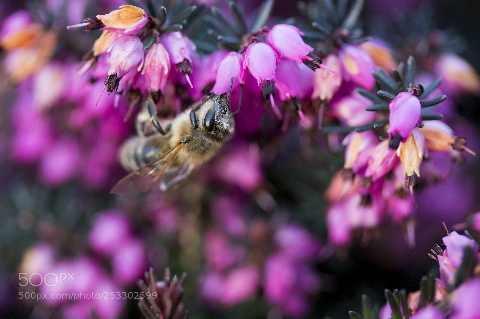 Canon EOS 70D sample photo. Spring v photography