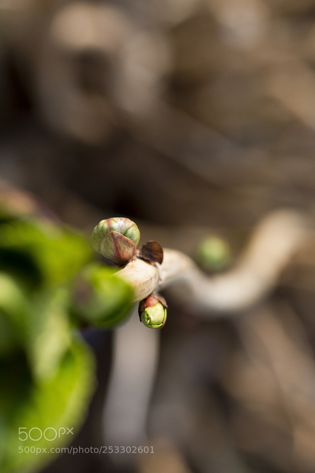 Canon EOS 70D sample photo. Spring iii photography