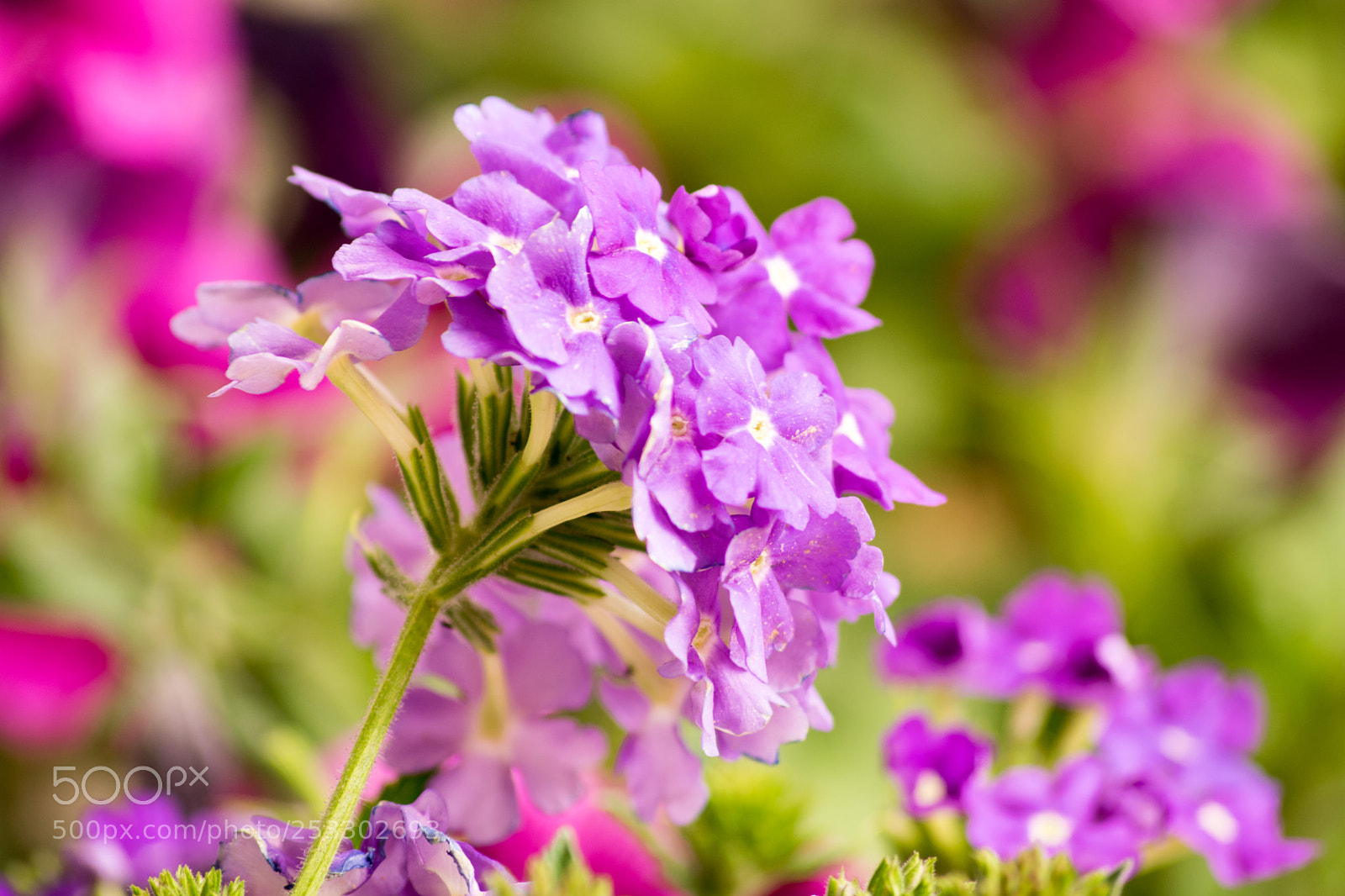 Nikon D3300 sample photo. Verbena photography