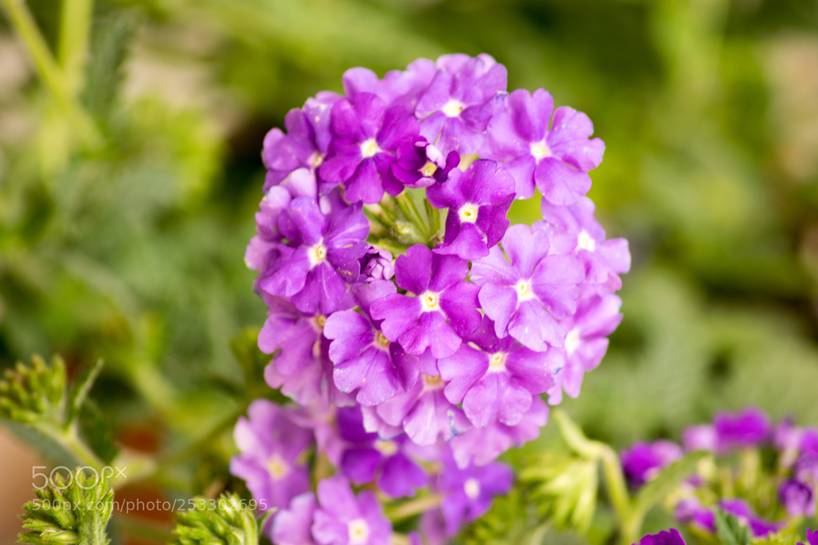 Nikon D3300 sample photo. Verbena photography