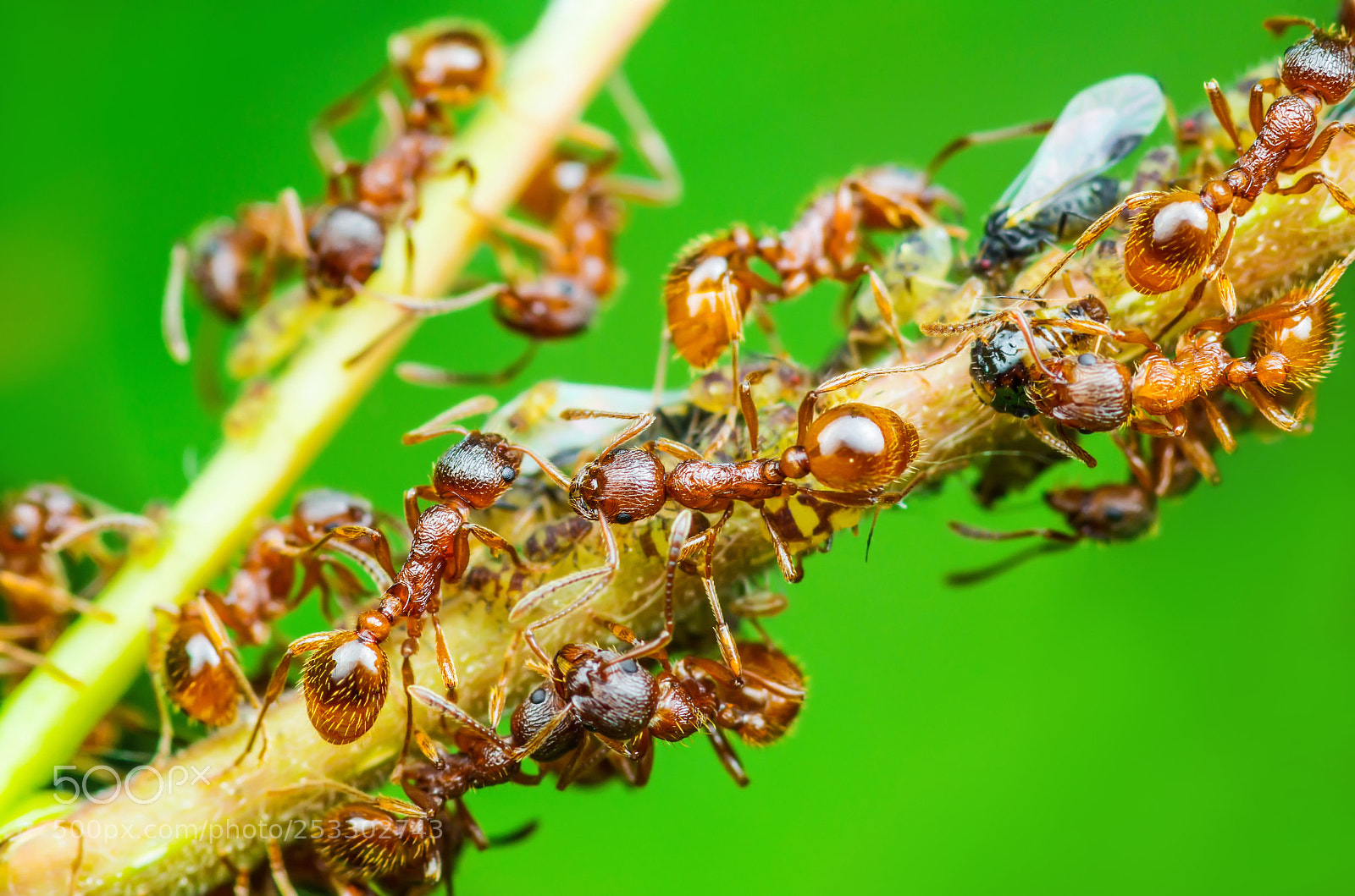 Pentax K-30 sample photo. Red ant and aphid photography