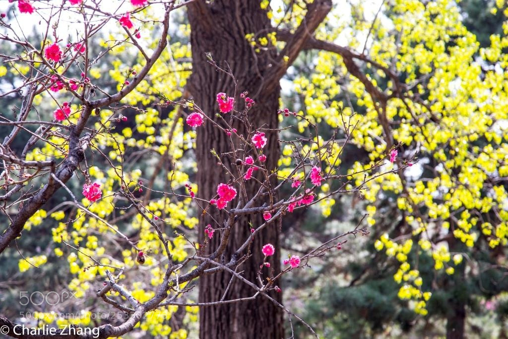 Canon EOS-1D X sample photo. Untitled photography