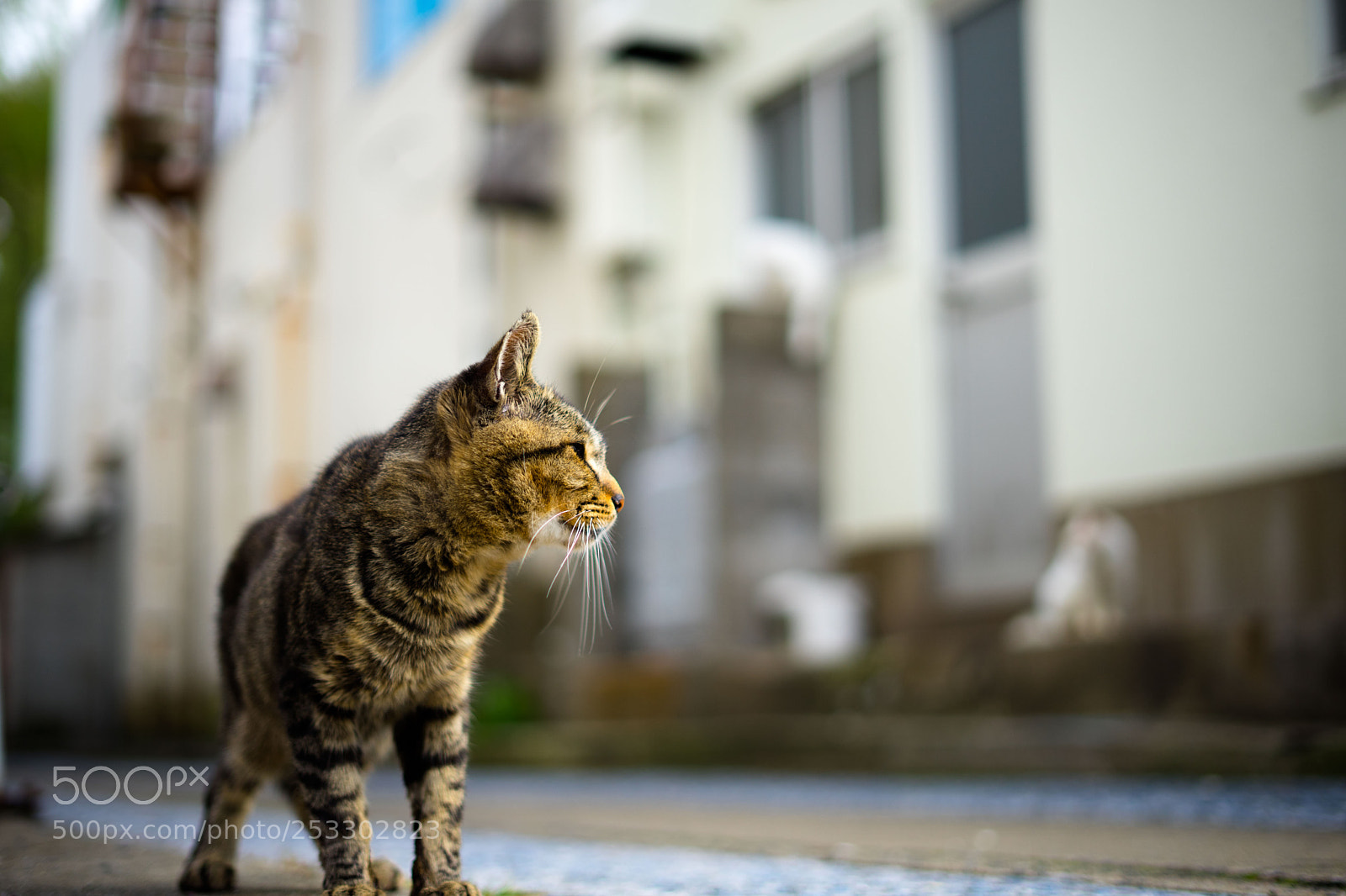 Sony a7 II sample photo. Tsushima photography