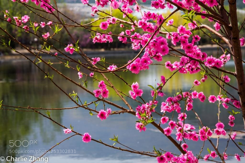 Canon EOS-1D X sample photo. Untitled photography