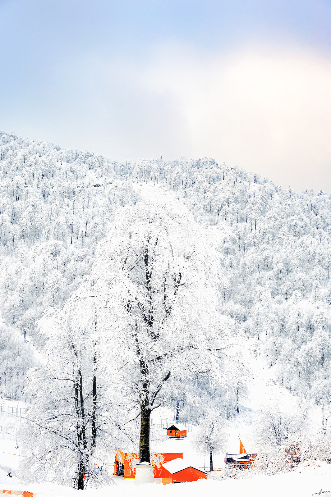 Nikon D700 sample photo. Snowy trees photography
