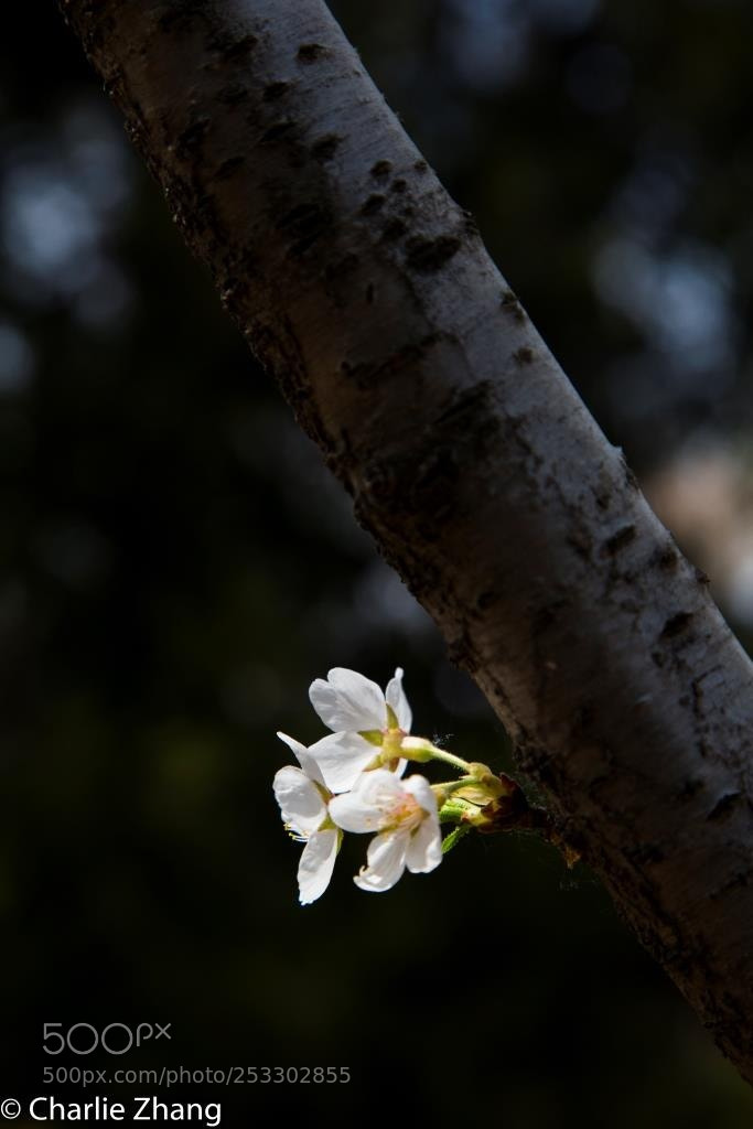Canon EOS-1D X sample photo. Untitled photography