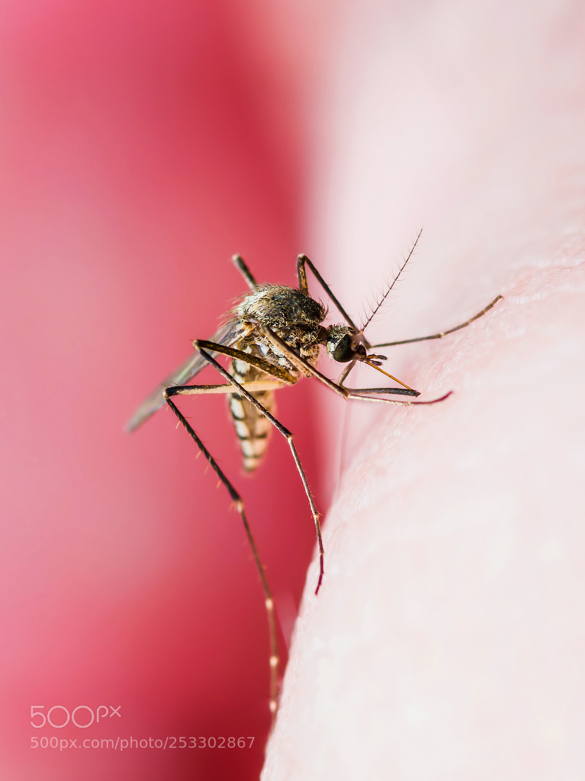 Pentax K-30 sample photo. Yellow fever, malaria or photography