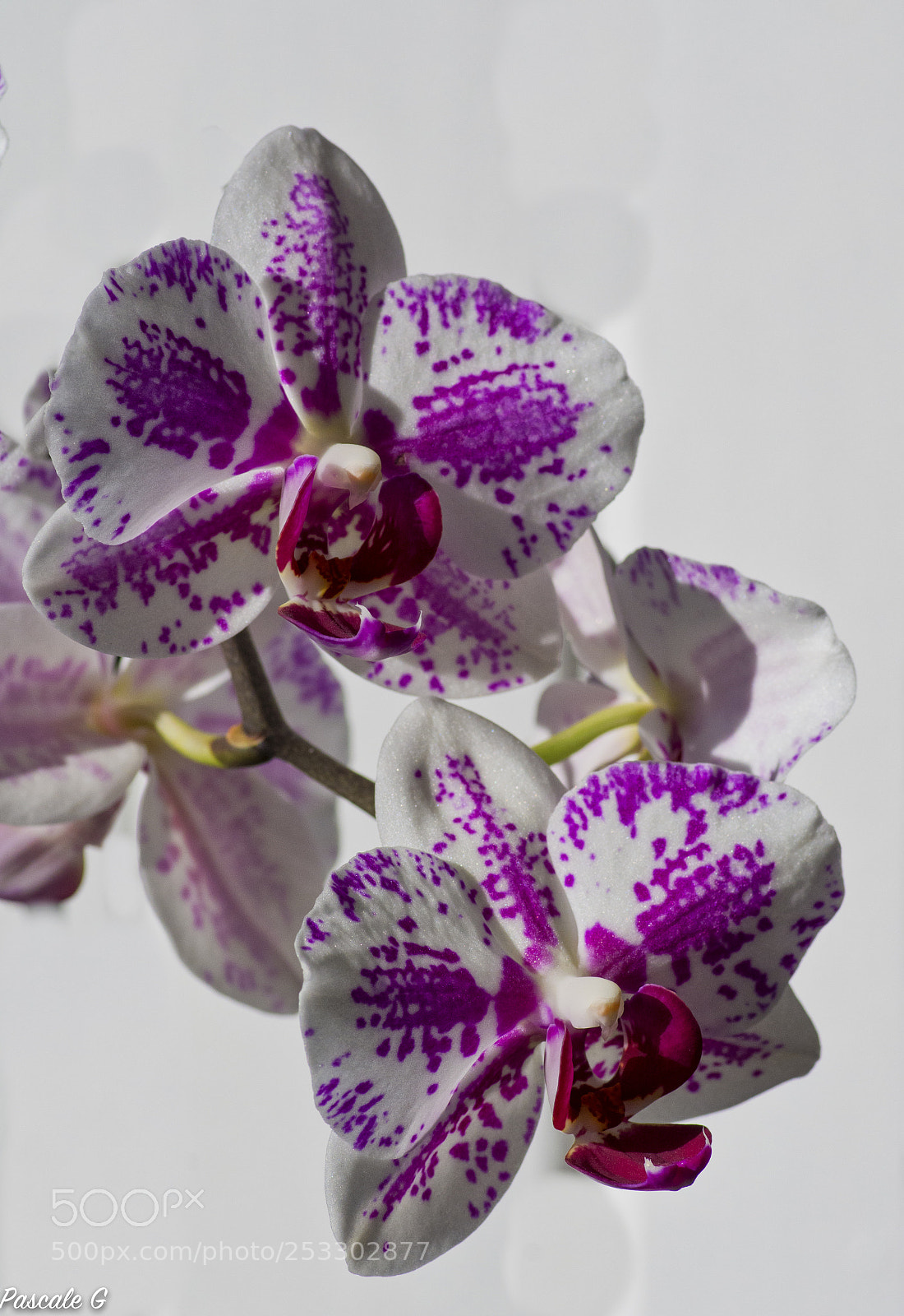 Nikon D7100 sample photo. Orchid again ! photography