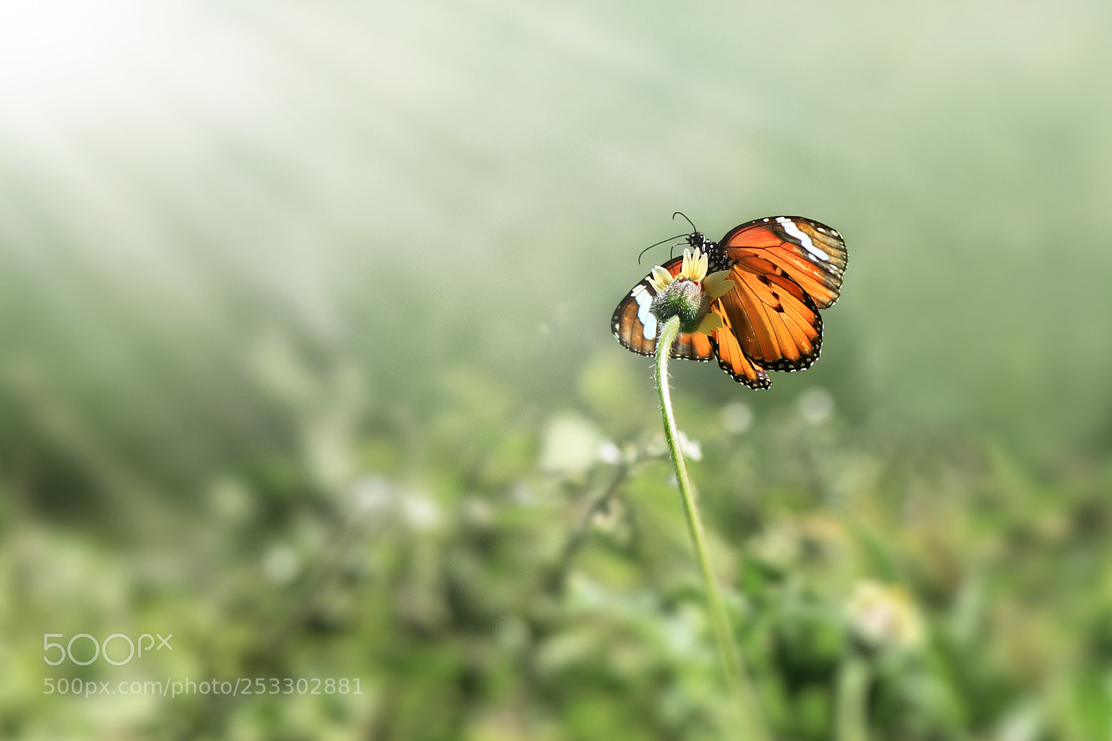 Canon EOS 1100D (EOS Rebel T3 / EOS Kiss X50) sample photo. Butterfly, butterfly bathing sunlight photography