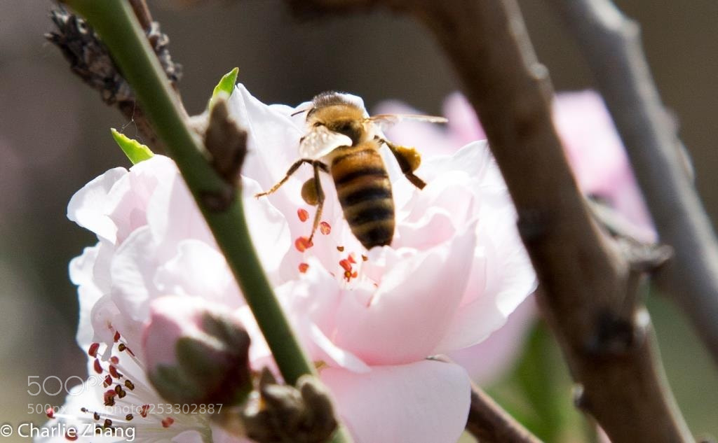 Canon EOS-1D X sample photo. Untitled photography