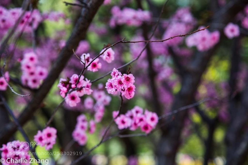Canon EOS-1D X sample photo. Untitled photography