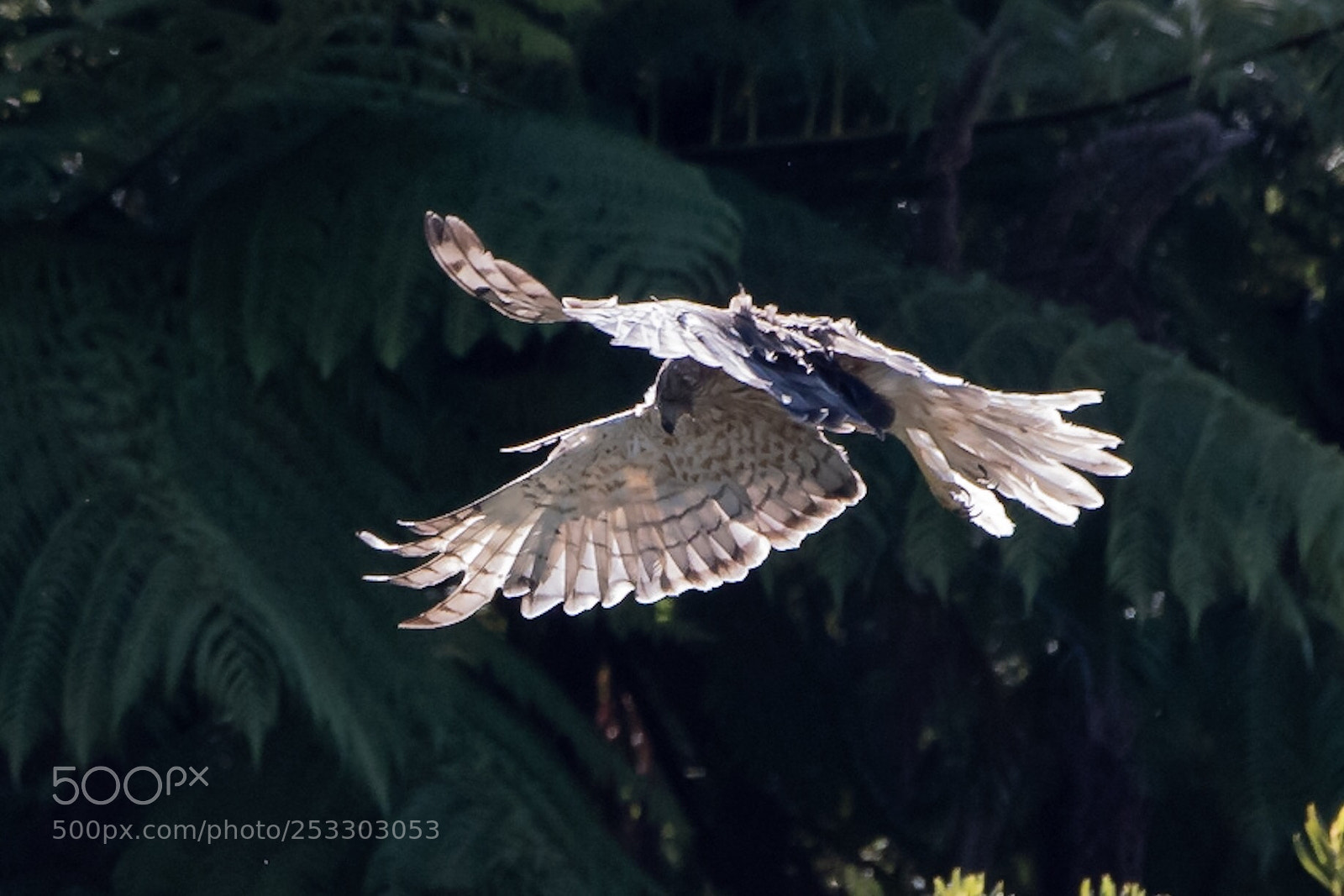 Nikon D500 sample photo. Swamp harrier kahu circus photography
