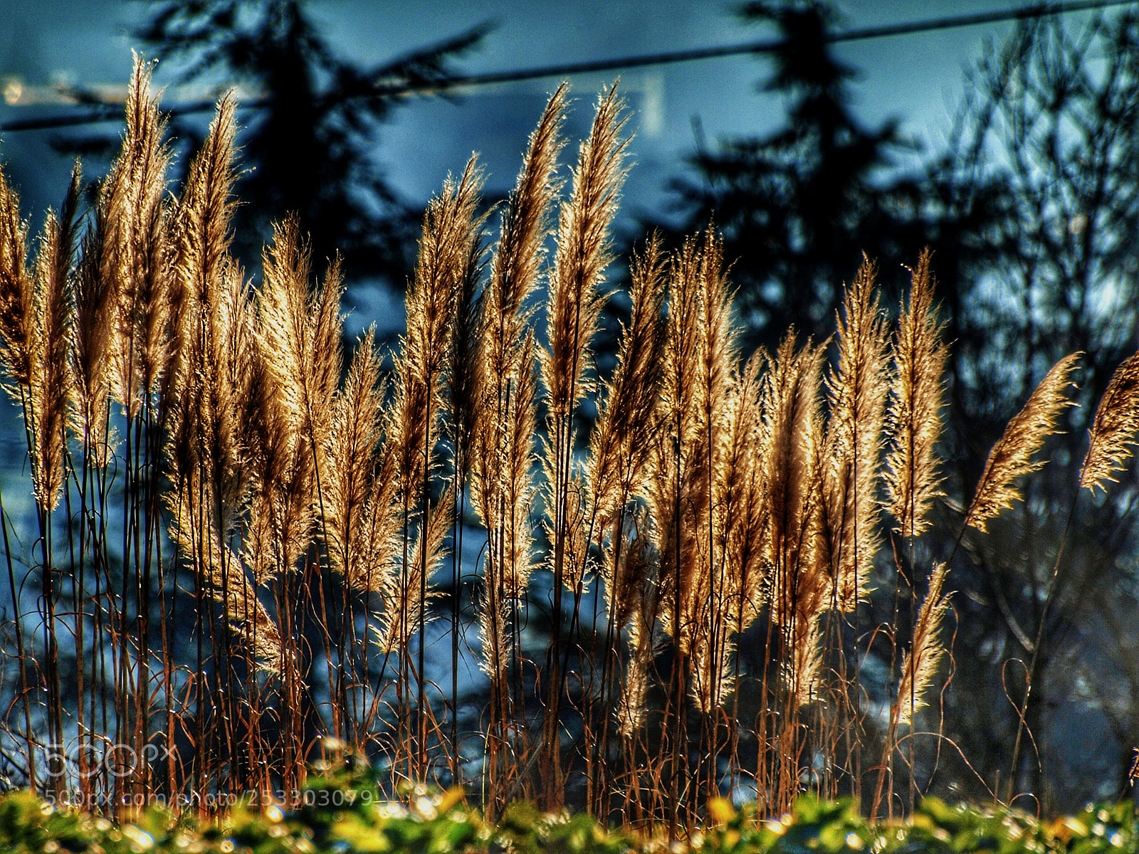 Olympus E-520 (EVOLT E-520) sample photo. Plumage photography