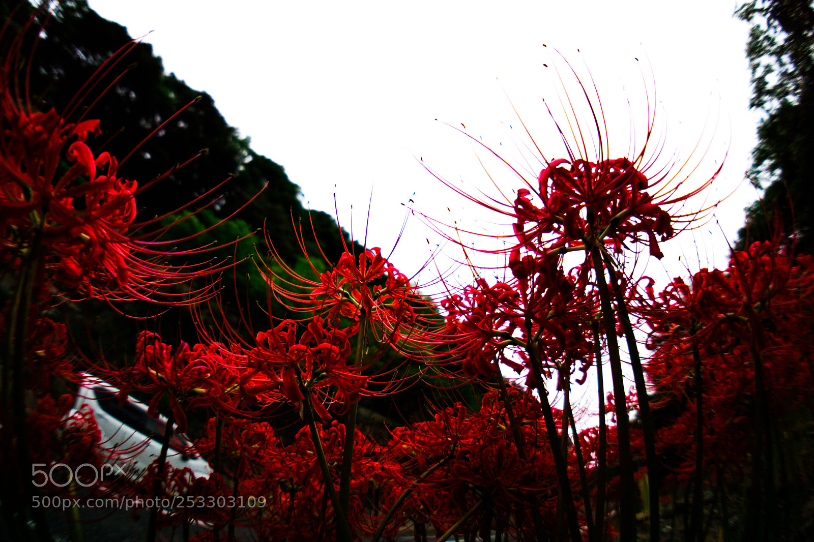 Sony a6000 sample photo. Tsushima photography