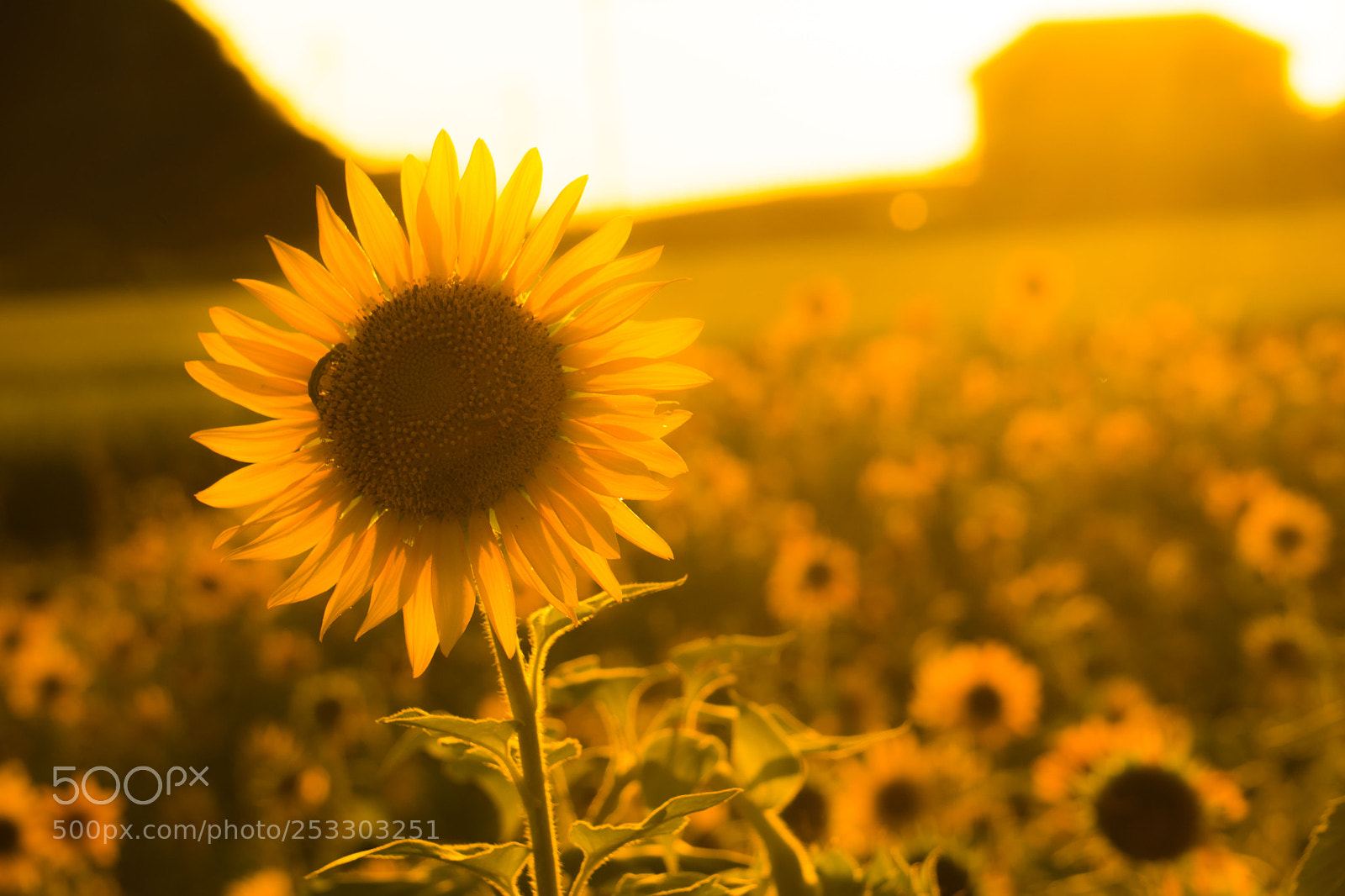 Sony a6000 sample photo. Tsushima photography