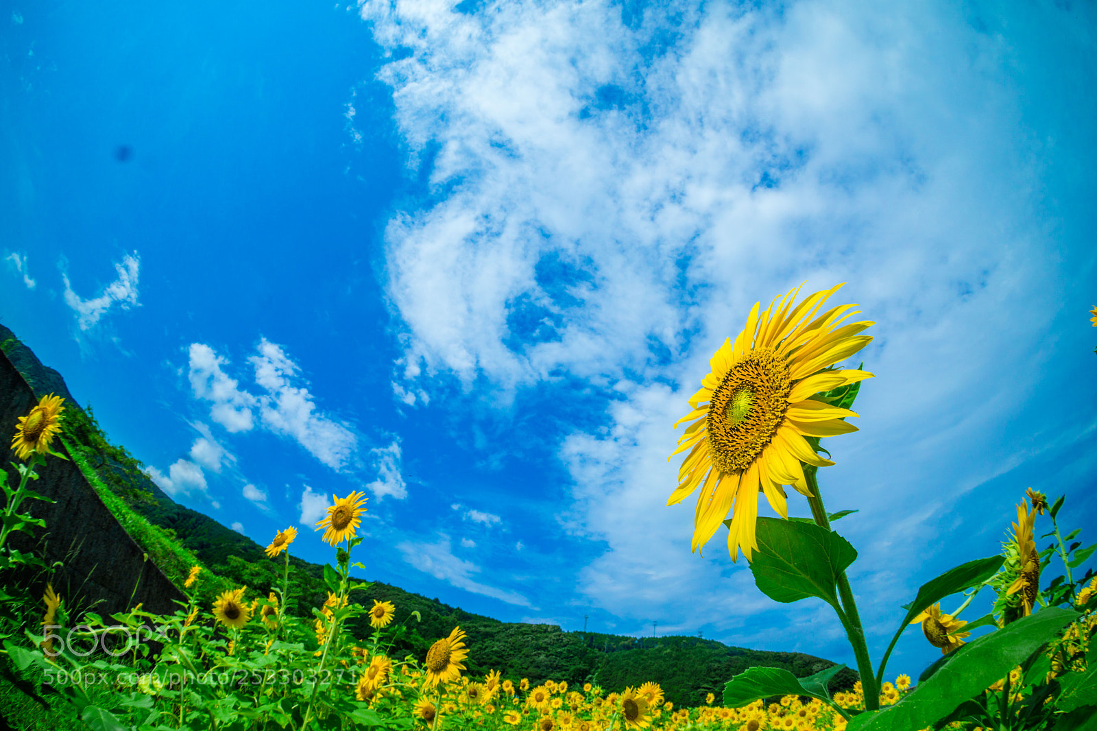 Sony a6000 sample photo. Tsushima photography